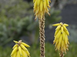 La_Palma_Lanzarote_2003-2004-023